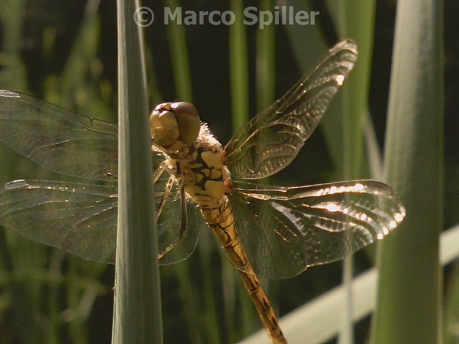 Sympetrum ?